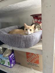 Lost Male Cat last seen Regal oaks road, Highland, CA 92346