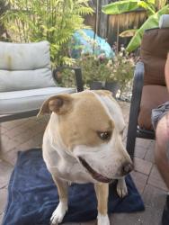 Found/Stray Female Dog last seen Emerson Street, Chula Vista, CA 91911