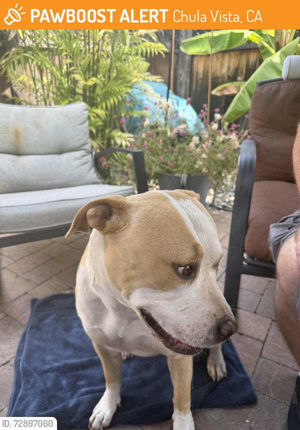 Found/Stray Female Dog last seen Emerson Street, Chula Vista, CA 91911