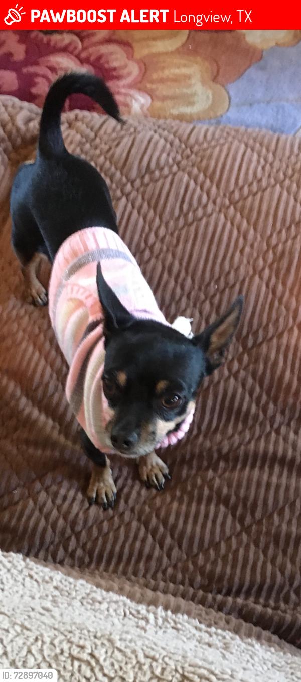 Lost Female Dog last seen Near Danville Court, Springhill area, Longview, TX 75605