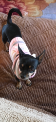 Lost Female Dog last seen Near Danville Court, Springhill area, Longview, TX 75605