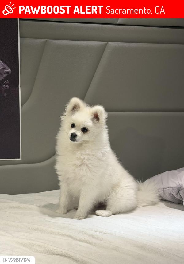 Lost Male Dog last seen Lily bay cir , Sacramento, CA 95834