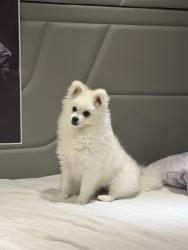 Lost Male Dog last seen Lily bay cir , Sacramento, CA 95834