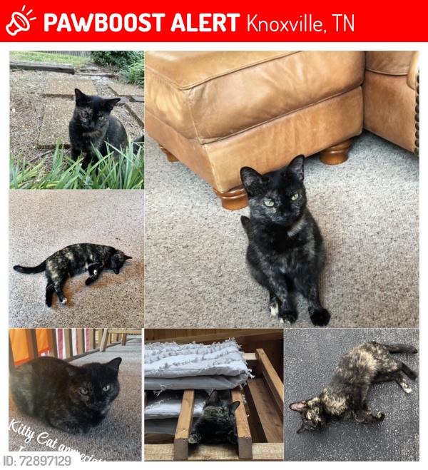 Lost Female Cat last seen McCammon Rd, Knoxville, TN 37920