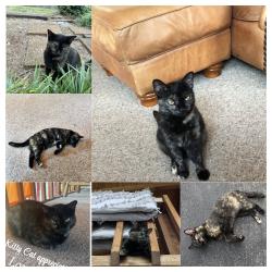 Lost Female Cat last seen McCammon Rd, Knoxville, TN 37920