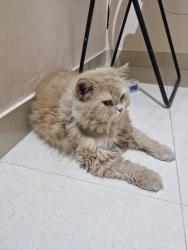 Lost Male Cat last seen Metro hosp , ib mall, Bandlaguda Jagir, TS 