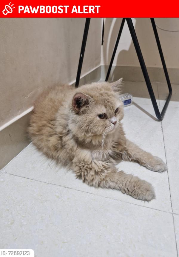 Lost Male Cat last seen Metro hosp , ib mall, Bandlaguda Jagir, TS 