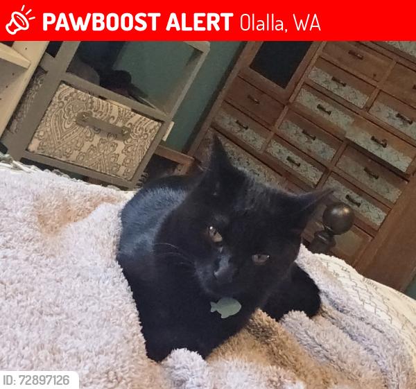 Lost Female Cat last seen Stevens and Badix intersection  our farm sits Uptop of that arean, Olalla, WA 98359