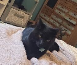 Lost Female Cat last seen Stevens and Badix intersection  our farm sits Uptop of that arean, Olalla, WA 98359
