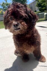 Found/Stray Male Dog last seen Betty Louise Parkway and Ivey Edward's Lane, McDonough, GA 30253