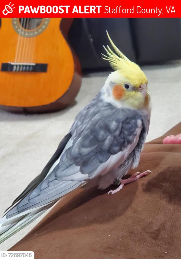 Lost Male Bird last seen Sweet William Drive and Cosmos Court, Stafford County, VA 22406