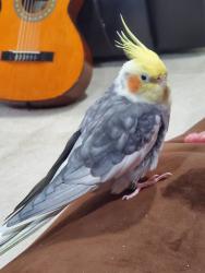 Lost Male Bird last seen Sweet William Drive and Cosmos Court, Stafford County, VA 22406