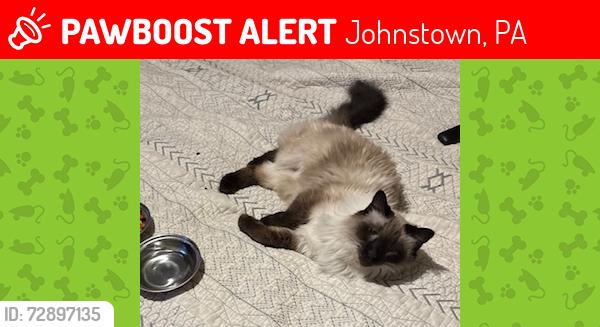 Lost Male Cat last seen ash and messenger, Johnstown, PA 15902