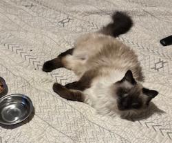 Lost Male Cat last seen ash and messenger, Johnstown, PA 15902