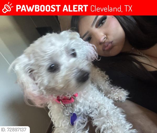 Lost Female Dog last seen Near road 5705 , Cleveland, TX 77327