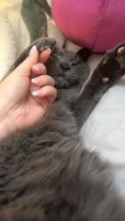 Lost Male Cat last seen on red mill dr, Beckett Ridge, OH 45069