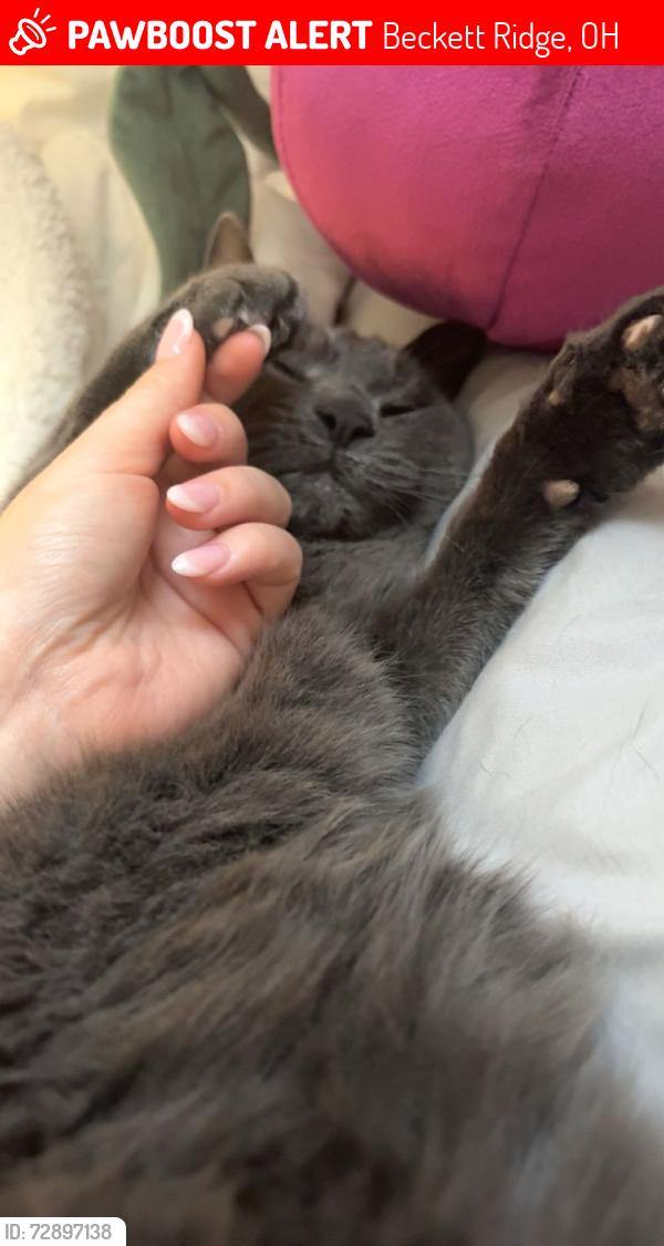 Lost Male Cat last seen on red mill dr, Beckett Ridge, OH 45069