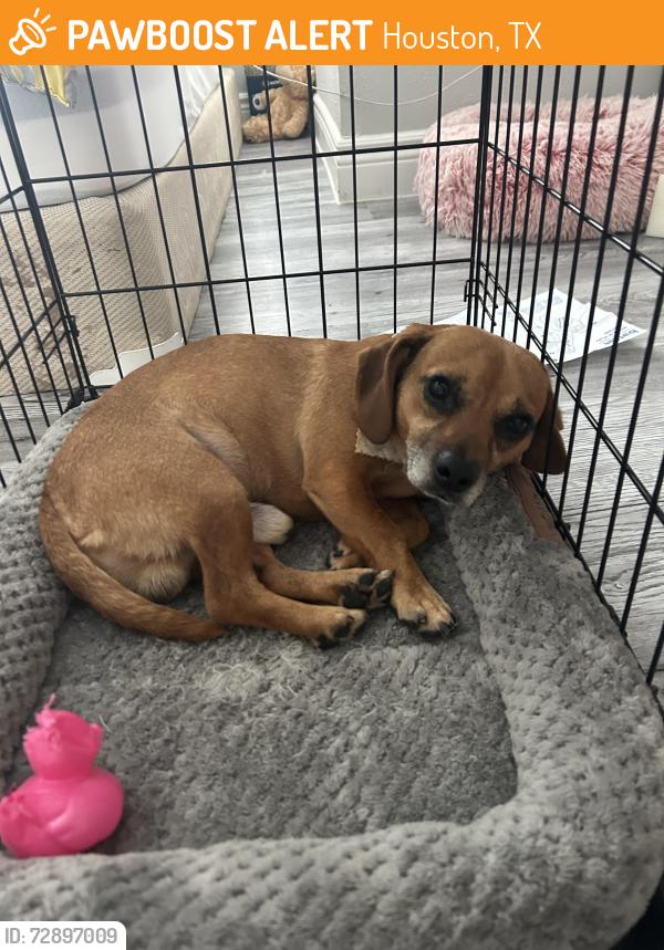 Found/Stray Male Dog last seen The Parks at San Marino apmt , Houston, TX 77083