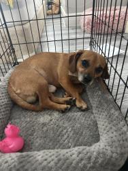 Found/Stray Male Dog last seen The Parks at San Marino apmt , Houston, TX 77083