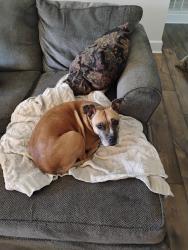 Reunited Female Dog last seen Orchard Knob, Chattanooga, TN 37404