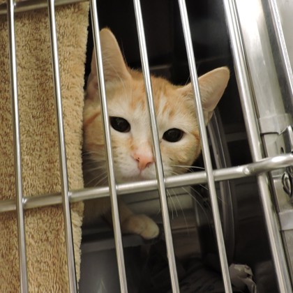 Shelter Stray Female Cat last seen Madison, WI , Madison, WI 53718