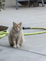 Found/Stray Unknown Cat last seen Harlan Ranch , Clovis, CA 93619