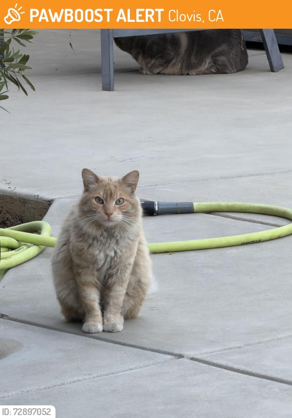 Found/Stray Unknown Cat last seen Harlan Ranch , Clovis, CA 93619