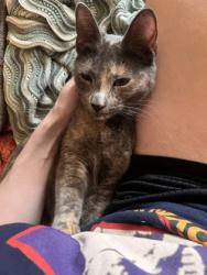 Shelter Stray Female Cat last seen Seattle, WA 98115, Seattle, WA 98119