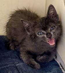 Shelter Stray Male Cat last seen Near Shallowford Terrace, Atlanta 30341, 30341, GA, Atlanta, GA 30341
