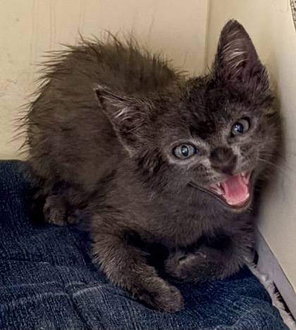 Shelter Stray Male Cat last seen Near Shallowford Terrace, Atlanta 30341, 30341, GA, Atlanta, GA 30341