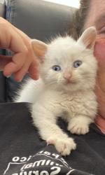 Shelter Stray Male Cat last seen New Bern, NC 28562, New Bern, NC 28562