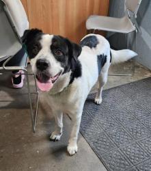 Shelter Stray Male Dog last seen Mason County, WV , Gallipolis Ferry, WV 25515