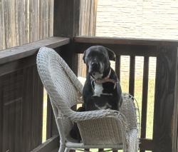 Lost Female Dog last seen Rowe, Pflugerville, TX 78660