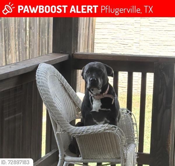 Lost Female Dog last seen Rowe, Pflugerville, TX 78660