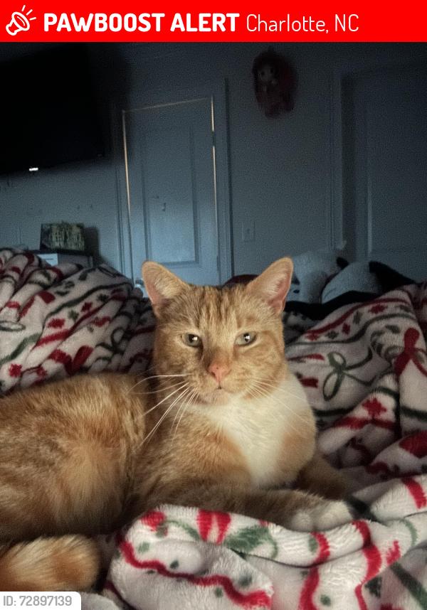 Lost Male Cat last seen Forest Pawtuckett neighborhood park, Charlotte, NC 28214