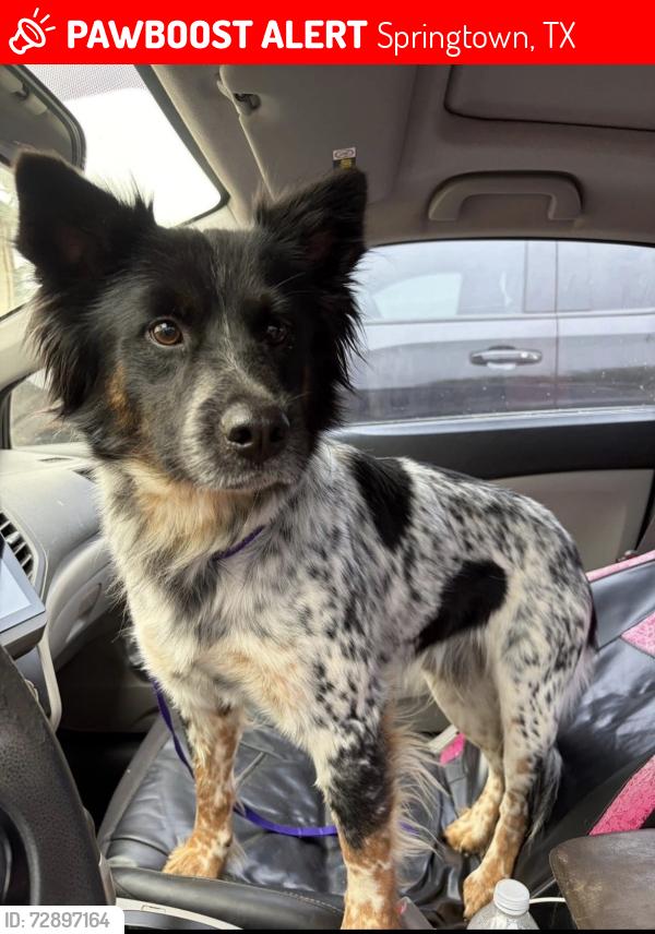 Lost Male Dog last seen Sandy Oaks Daycare , Springtown, TX 76082