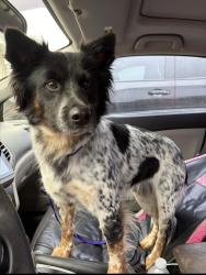 Lost Male Dog last seen Sandy Oaks Daycare , Springtown, TX 76082