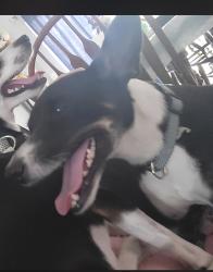 Reunited Male Dog last seen Villages of hmstd , Homestead, FL 33035