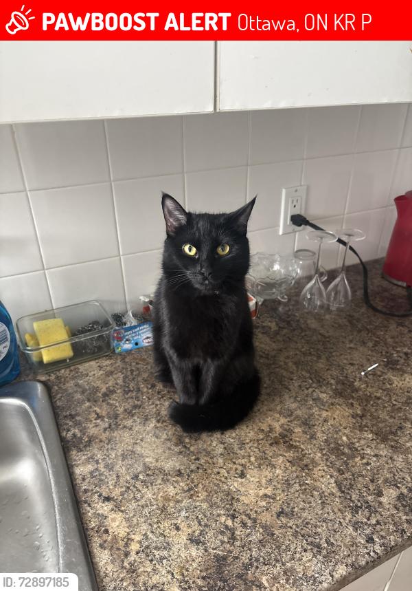 Lost Female Cat last seen Near McLeod St, Ottawa, ON K1R 5P6