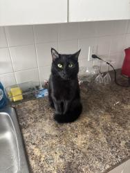 Lost Female Cat last seen Near McLeod St, Ottawa, ON K1R 5P6