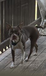 Lost Female Dog last seen Rowe, Pflugerville, TX 78660