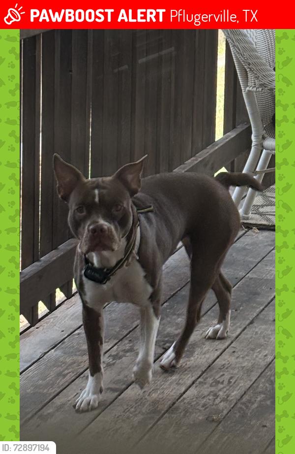 Lost Female Dog last seen Rowe, Pflugerville, TX 78660