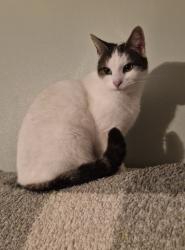 Lost Female Cat last seen Warde Avenue balby, South Yorkshire, England DN4 0TN