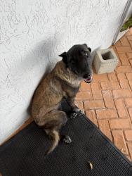 Found/Stray Female Dog last seen Connections for Business 2843 pembroke road in hollywood, Hollywood, FL 33020