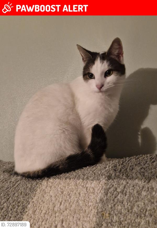 Lost Female Cat last seen Warde Avenue balby, South Yorkshire, England DN4 0TN