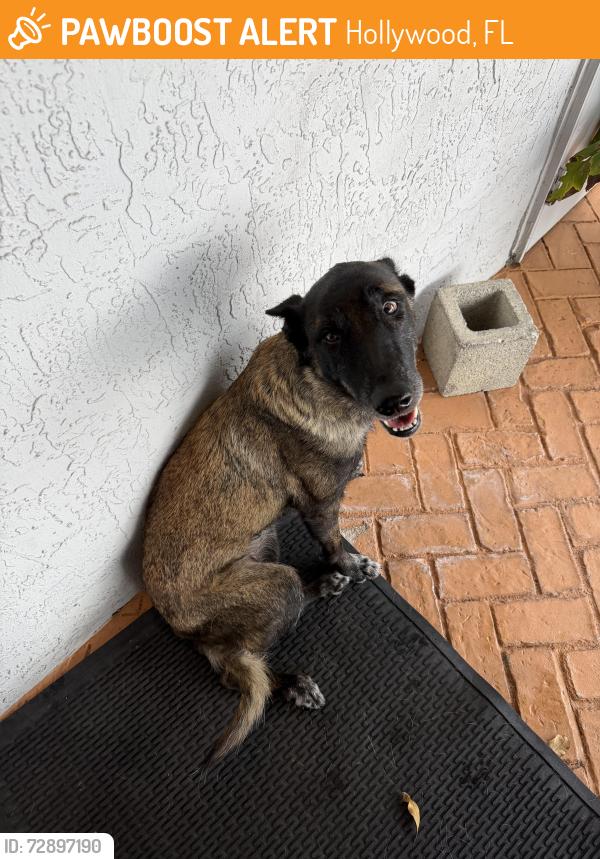 Found/Stray Female Dog last seen Connections for Business 2843 pembroke road in hollywood, Hollywood, FL 33020