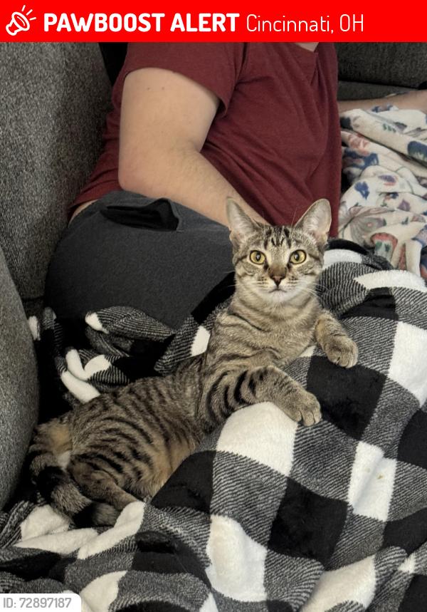 Lost Female Cat last seen Forester Drive, Cincinnati, Ohio 45240, Cincinnati, OH 45240