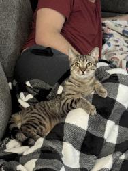 Lost Female Cat last seen Forester Drive, Cincinnati, Ohio 45240, Cincinnati, OH 45240