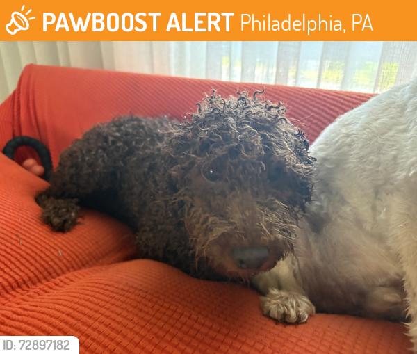 Found/Stray Male Dog last seen Algon and Hartel Aves, Philadelphia, PA 19111