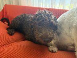 Found/Stray Male Dog last seen Algon and Hartel Aves, Philadelphia, PA 19111